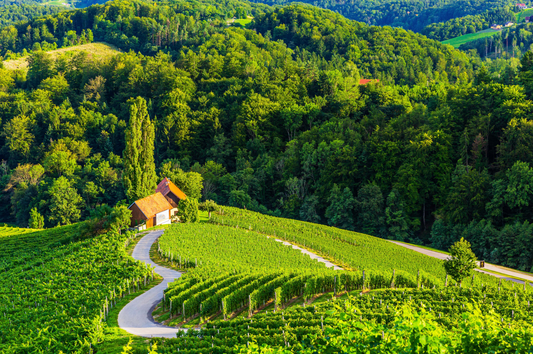スロベニアワイン